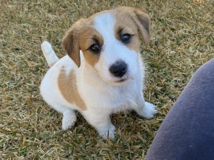 Beautiful Jack Russell Puppies
