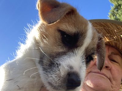 Beautiful Jack Russell Puppies