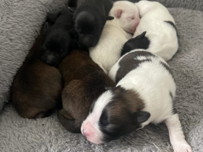LITTER READY IN 4 WEEKS.