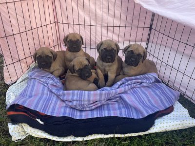 Mastiff Pups