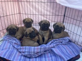 Mastiff Pups