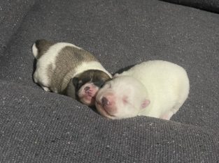 LITTER READY IN 4 WEEKS.