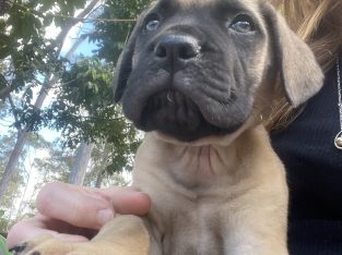 Mastiffs Pure Bred Parentage