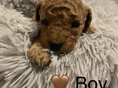 Cavoodle F2B puppies