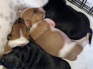 Jack Russell x Mini Dachshund Puppies