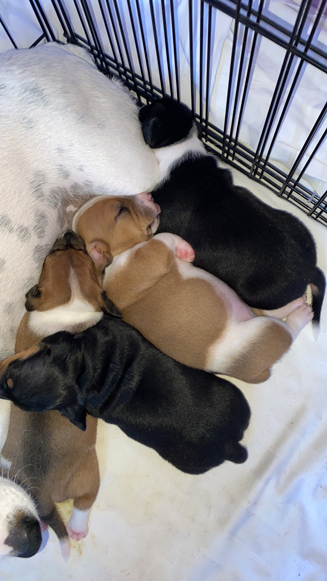 Jack Russell X Mini Dachshund Tongala PetsForHomes