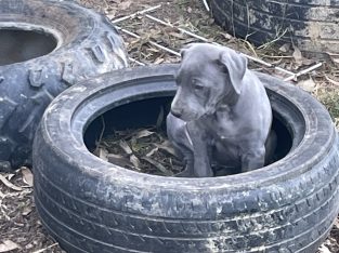Greyhound GreatDane Bulldog cross puppies