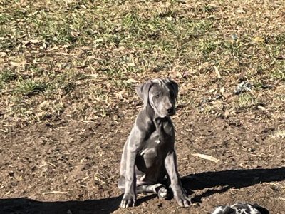 Greyhound GreatDane Bulldog cross puppies