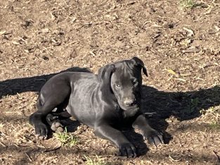 Great Dane Greyhound Bulldog