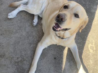 Labradoodle/Lagroodle (Labrador x Golden Retriever x Poodle) Puppies