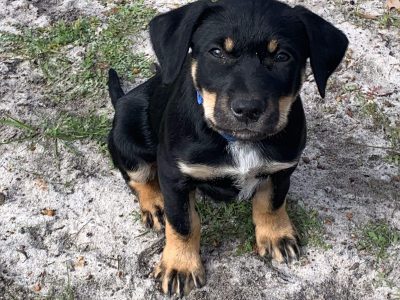 Purebred Australian Kelpie Puppies