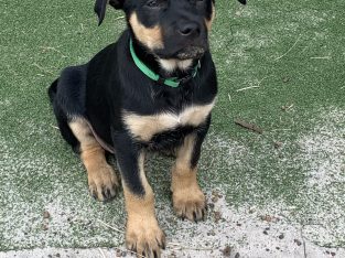 Purebred Australian Kelpie Puppies