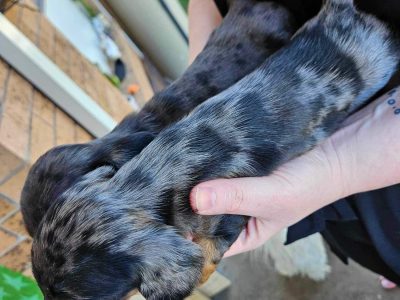 Miniature dachshund puppies