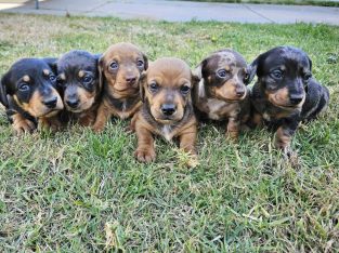 Miniature dachshund puppies