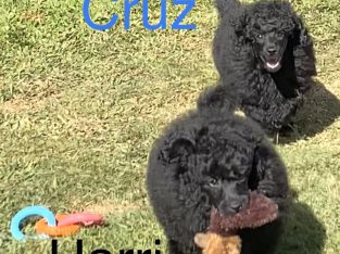 Pure Breed Miniature Poodle