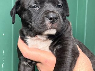 Pure bred American Staffy