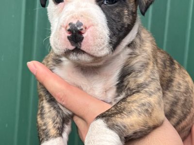 Pure bred American Staffy