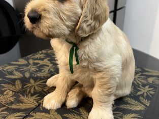 Labradoodle Puppies for sale