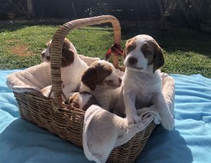 Brittany Puppies For Sale