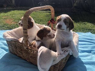 Brittany Puppies For Sale