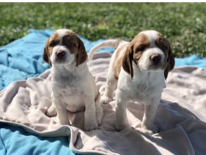 Brittany Puppies For Sale