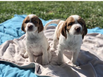 Brittany Puppies For Sale