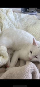 White Male Kitten
