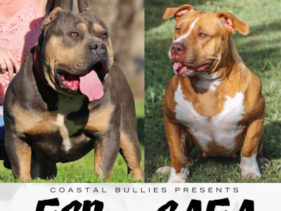 Quality XL American Bully Puppies