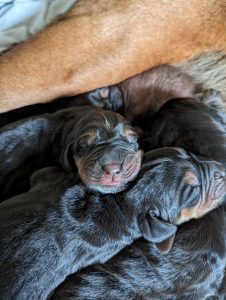 Pure Bred Bloodhound Puppies