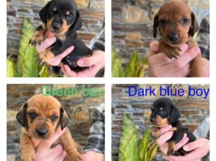 Purebred Mini dachshund puppies