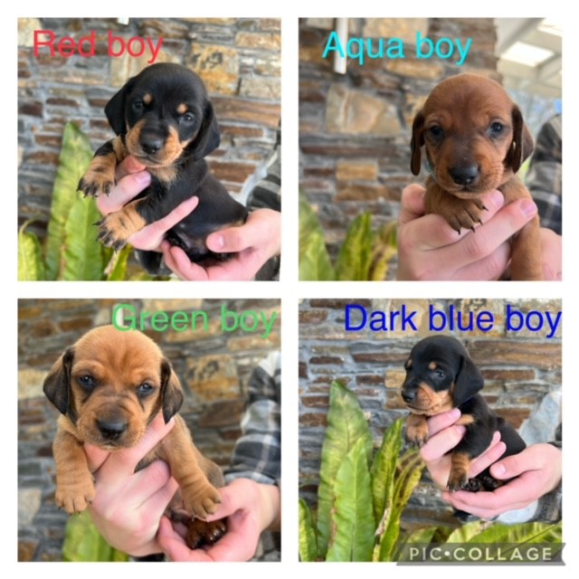 Purebred Mini dachshund puppies