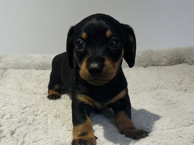 Miniature Dachshund