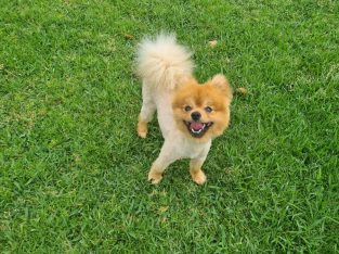 Purebred Pomeranian