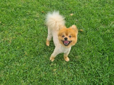 Purebred Pomeranian