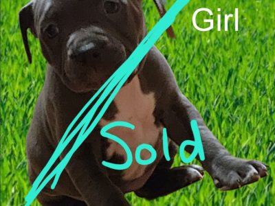 Staffordshire puppies