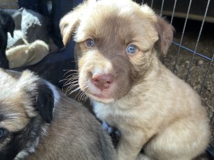 Border Collie puppies