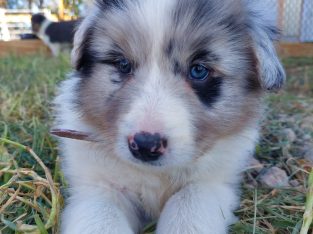 Border collie puppies registered with papers
