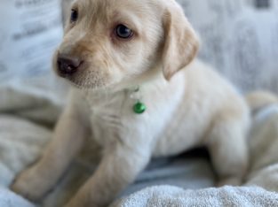 Labrador Retriever Pup – Male – Purebred