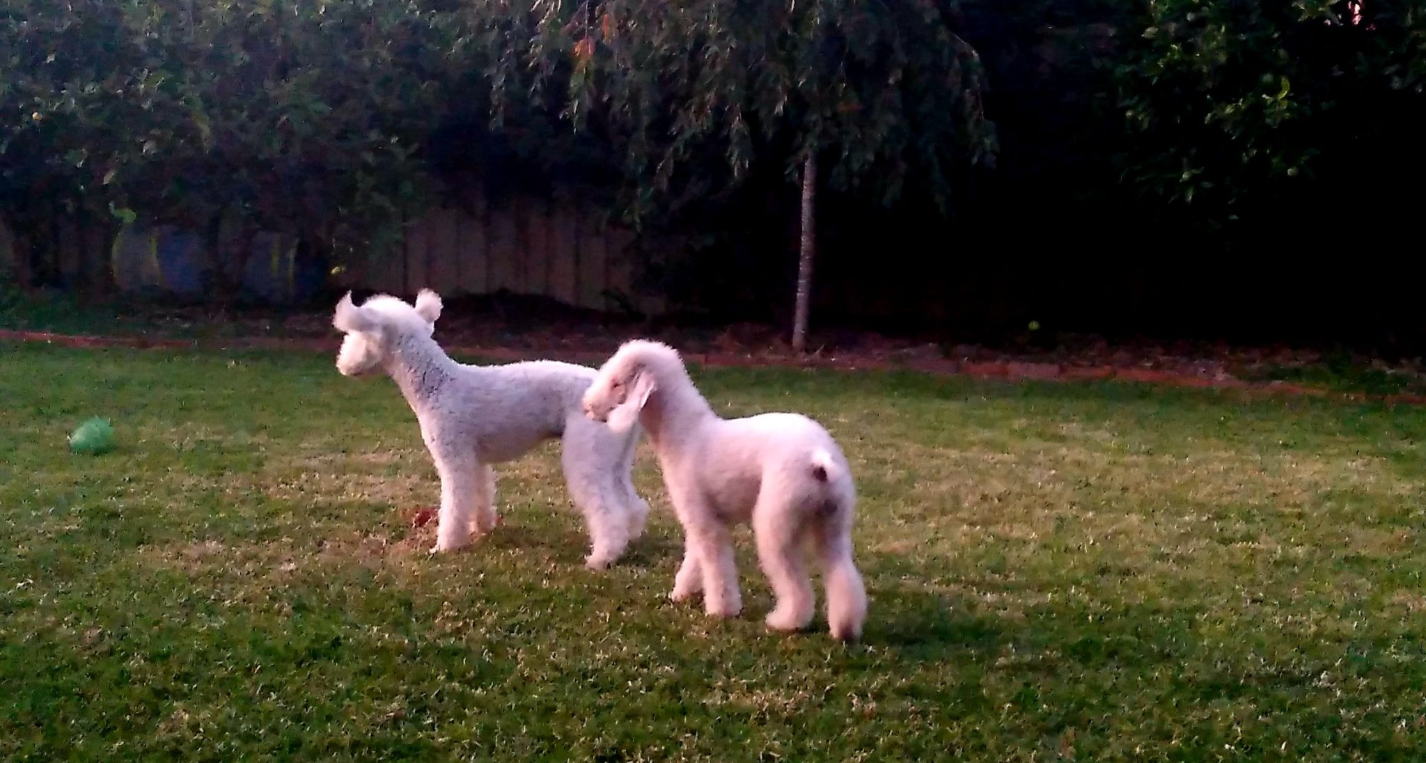 Bedlington Terrier