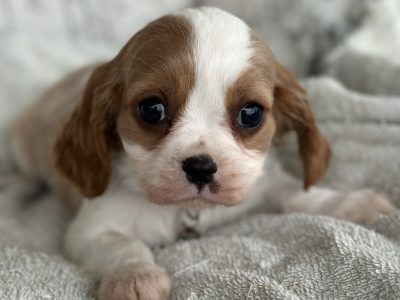 King Charles Cavalier – Purebred – Ethical Breeder