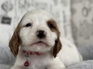 Cockalier Puppies-Cocker Spaniel x King Charles Cavalier 1st gen