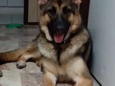 German shepherd puppies