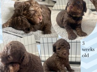 Chocolate Cavoodles