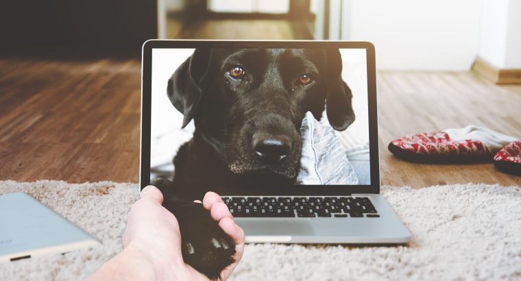 Dogs and AI Technology