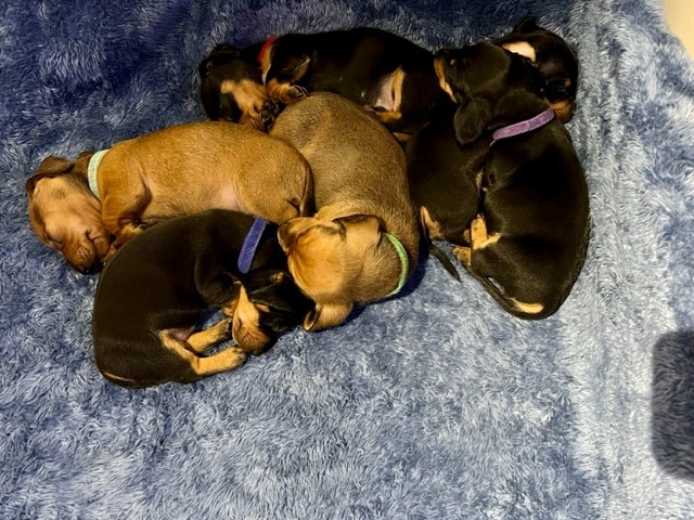 Purebred Mini dachshund puppies