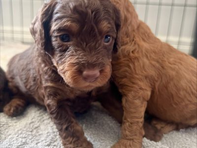 Chocolate Cavoodles