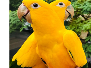 Golden Conure Birds