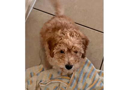 Pure bred Miniature poodle puppy