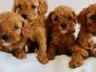 WANTED TO BUY – Shmoodle