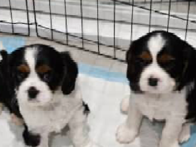 Beautiful Cavalier King Charles Pups